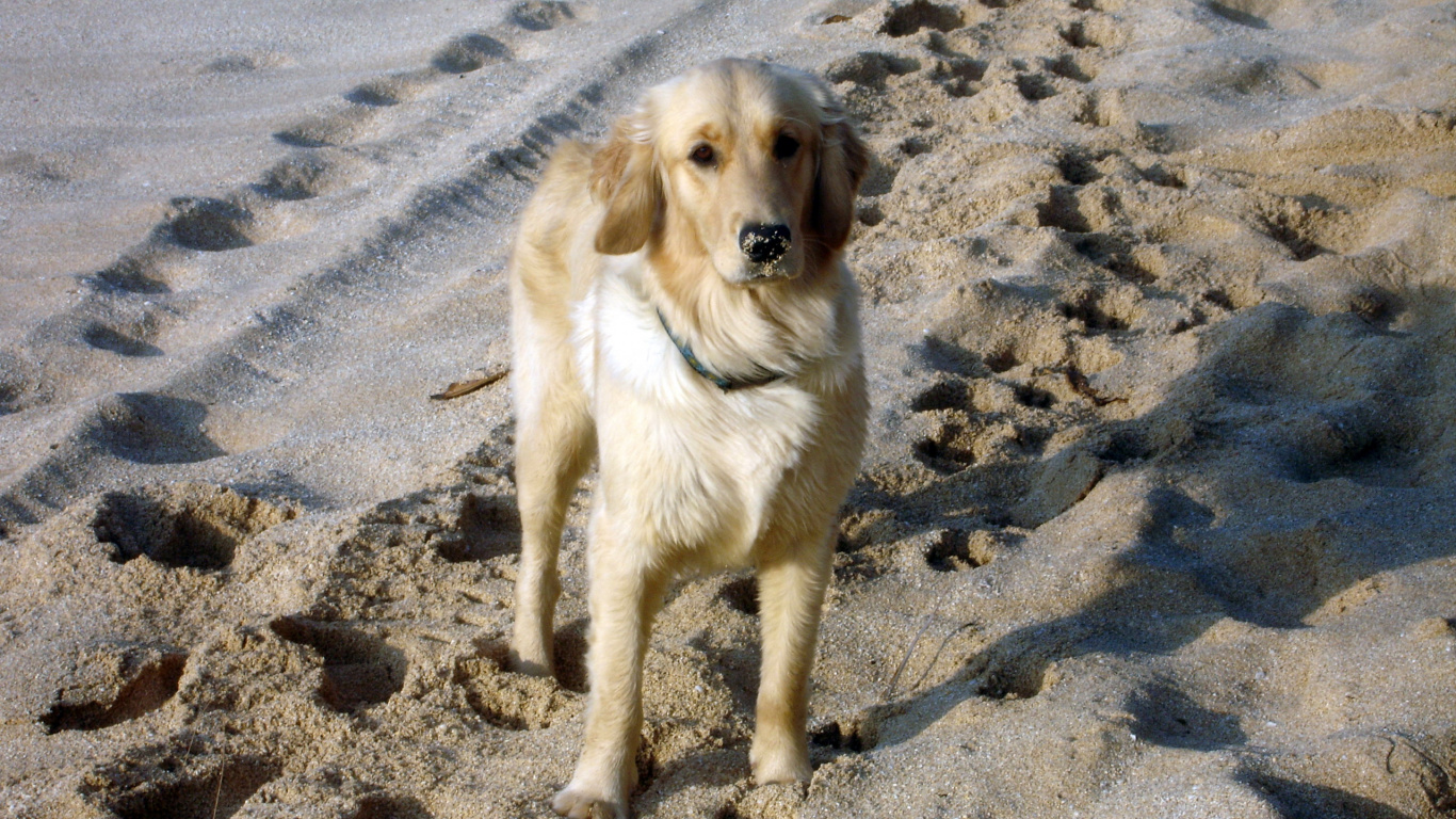 黄金猎犬, 微型雪纳瑞, 品种的狗, 伴侣的狗 壁纸 1366x768 允许