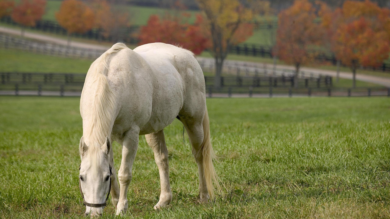 White Horse on Green Grass Field During Daytime. Wallpaper in 1280x720 Resolution