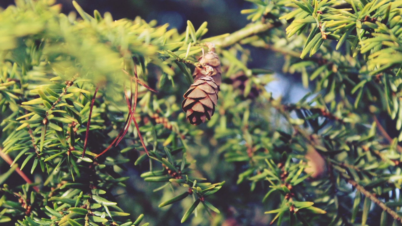 Brown and Black Butterfly on Green Plant During Daytime. Wallpaper in 1366x768 Resolution
