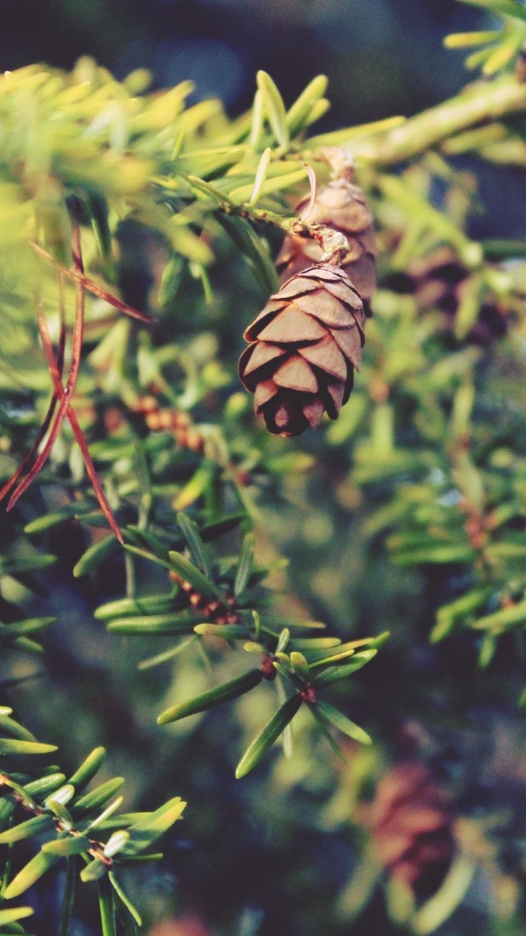 Brown and Black Butterfly on Green Plant During Daytime. Wallpaper in 750x1334 Resolution