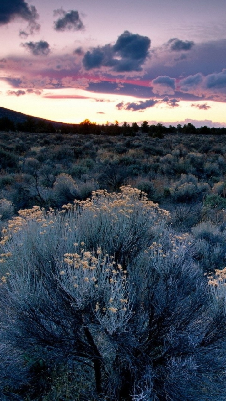 Brown Grass Field Under Cloudy Sky During Daytime. Wallpaper in 720x1280 Resolution