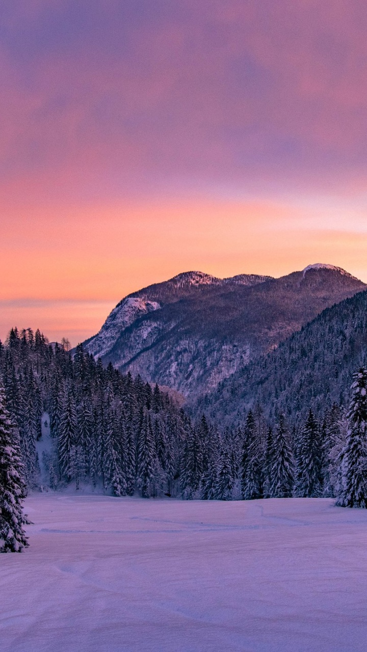 Schneebedeckte Kiefern Und Berge Tagsüber. Wallpaper in 720x1280 Resolution