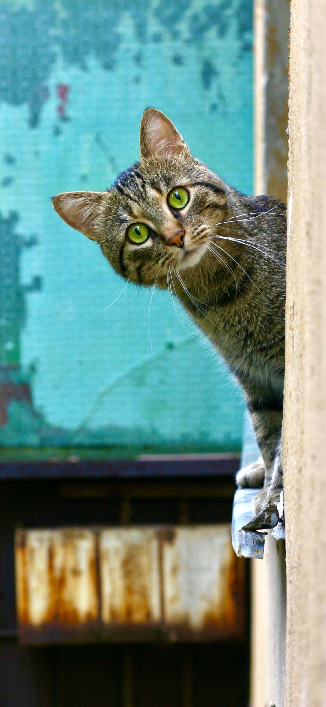 Katze, Dogge, Katzenfutter, Trilby Tierklinik, Meow. Wallpaper in 1125x2436 Resolution