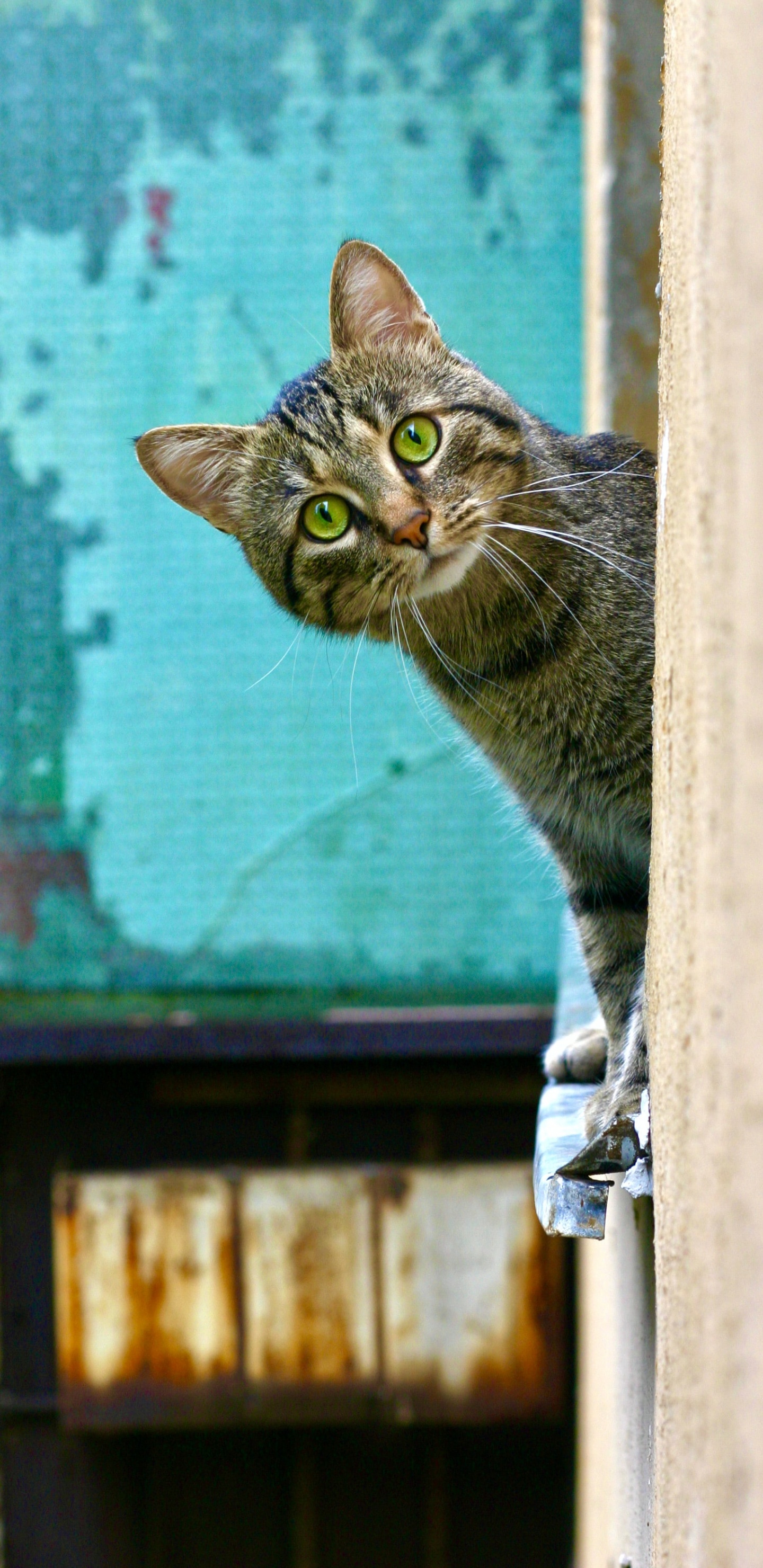 Katze, Dogge, Katzenfutter, Trilby Tierklinik, Meow. Wallpaper in 1440x2960 Resolution