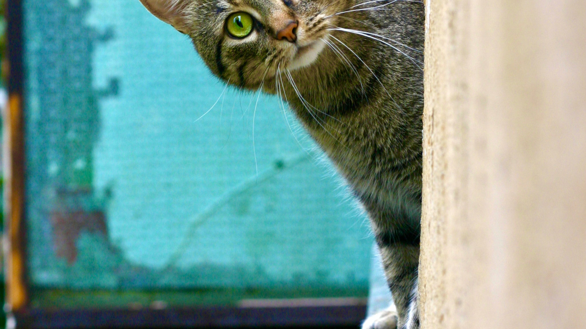 Katze, Dogge, Katzenfutter, Trilby Tierklinik, Meow. Wallpaper in 1920x1080 Resolution