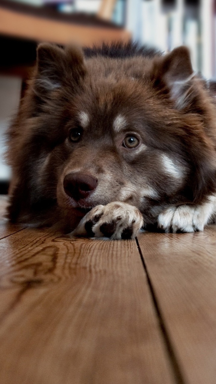 Schwarz-weißer Langhaariger Hund, Der Auf Braunem Holzboden Liegt. Wallpaper in 720x1280 Resolution