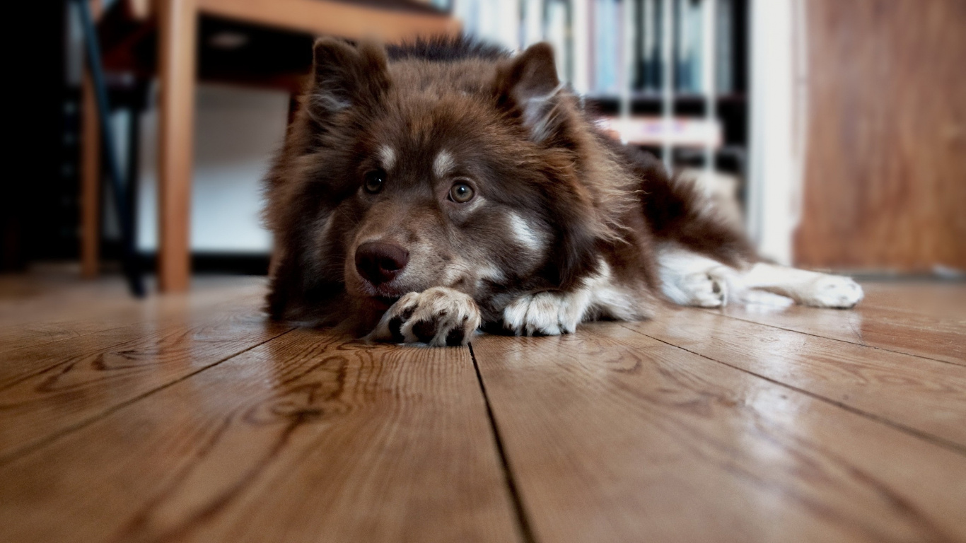 Perro de Pelo Largo en Blanco y Negro Acostado Sobre un Piso de Madera Marrón. Wallpaper in 1366x768 Resolution