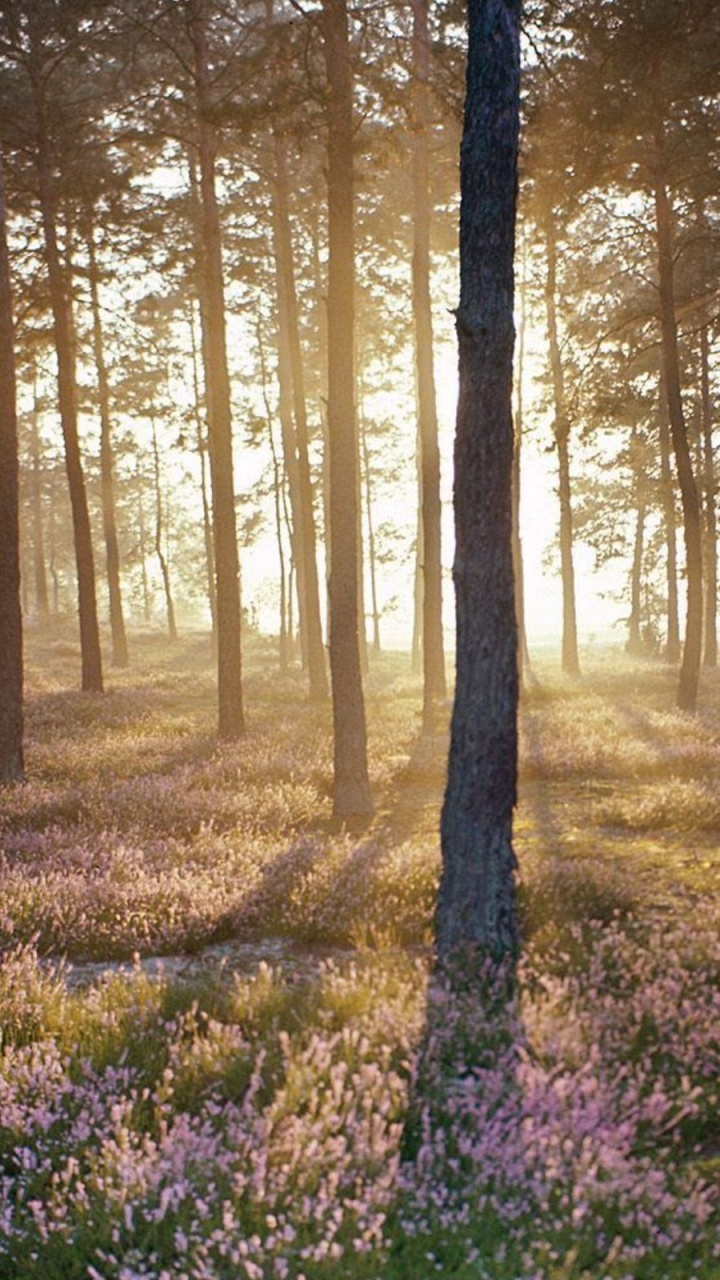 Champ de Fleurs Violettes Sous Les Arbres Bruns Pendant la Journée. Wallpaper in 720x1280 Resolution