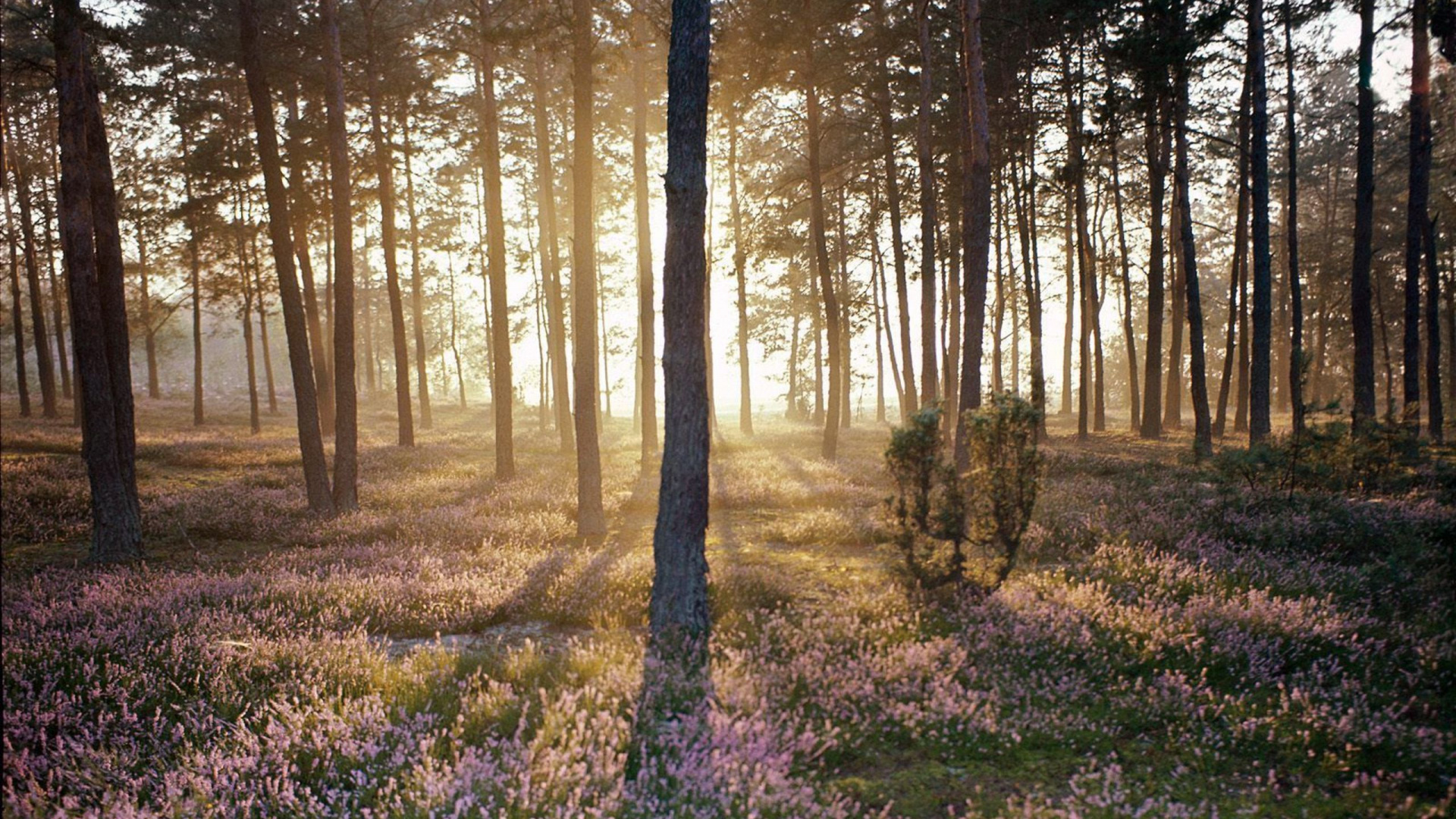 Purple Flower Field Under Brown Trees During Daytime. Wallpaper in 1920x1080 Resolution