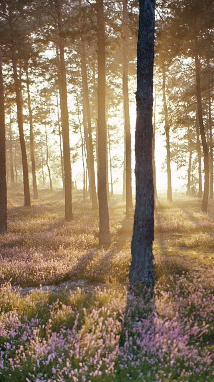 Purple Flower Field Under Brown Trees During Daytime. Wallpaper in 750x1334 Resolution