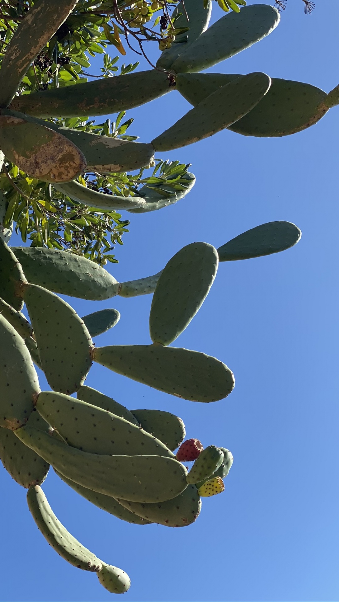 Blatt, Pflanzen-Stammzellen, Biologie, Tageszeit, Branch. Wallpaper in 1080x1920 Resolution