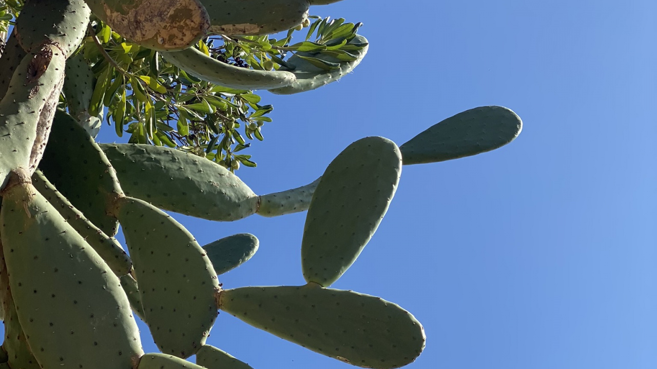 Leaf, Plant Stem, Biology, Daytime, Branch. Wallpaper in 1280x720 Resolution
