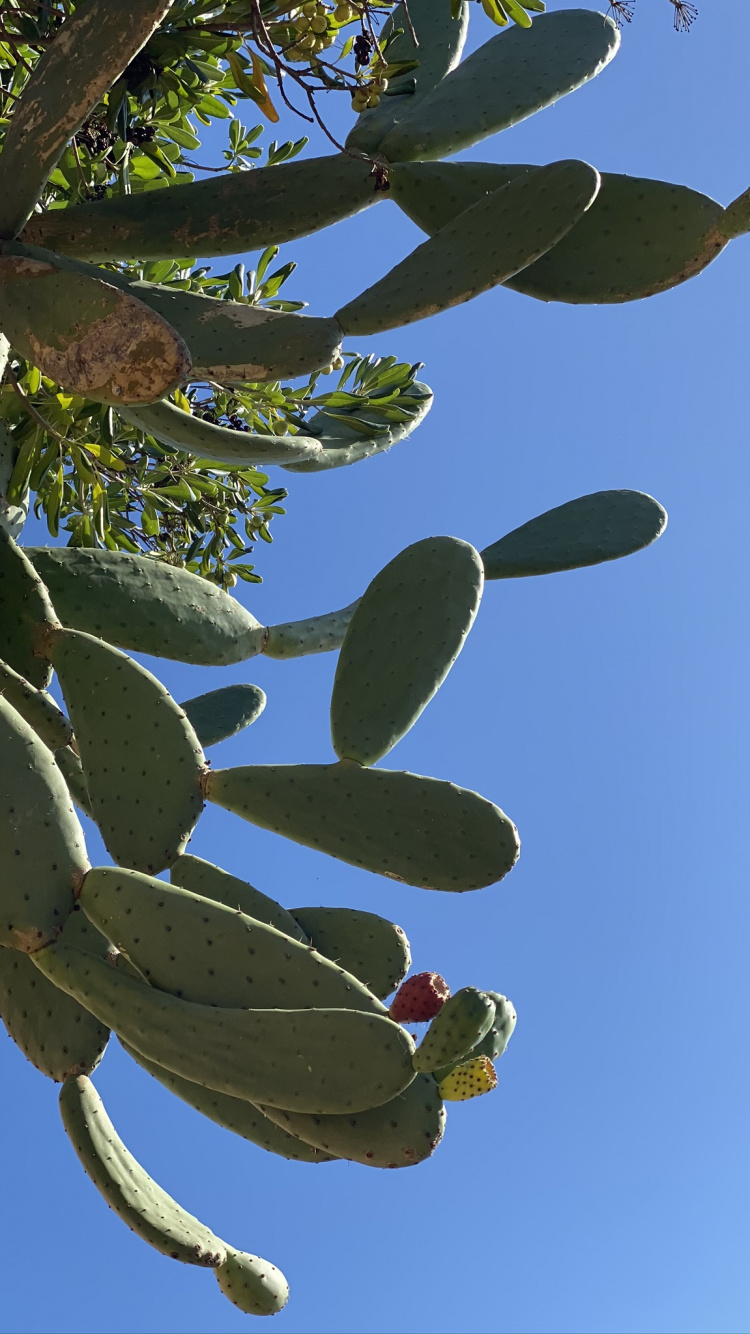 Leaf, Plant Stem, Biology, Daytime, Branch. Wallpaper in 750x1334 Resolution