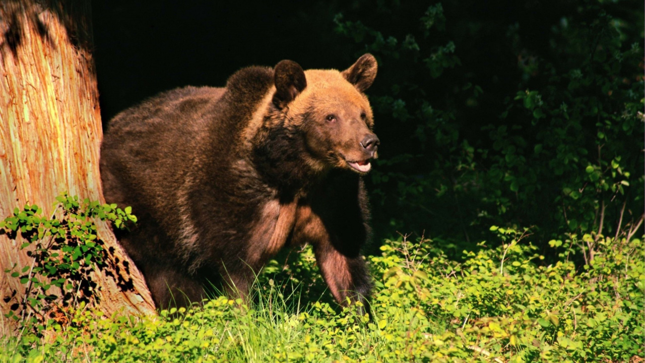 Brown Bear on Green Grass During Daytime. Wallpaper in 1280x720 Resolution