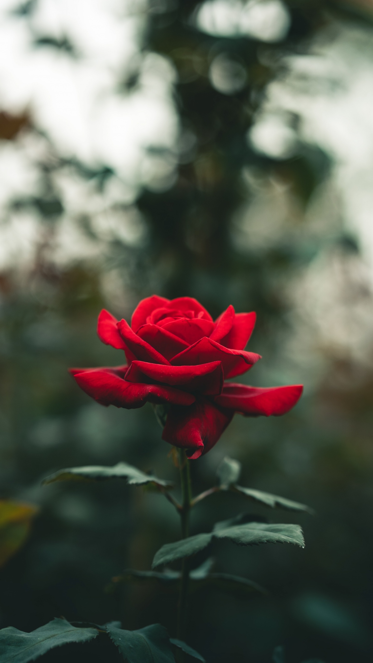 Rosa, Pétalo, Sucursal, Híbrido de té de Rosa, Las Rosas de Jardín. Wallpaper in 1440x2560 Resolution