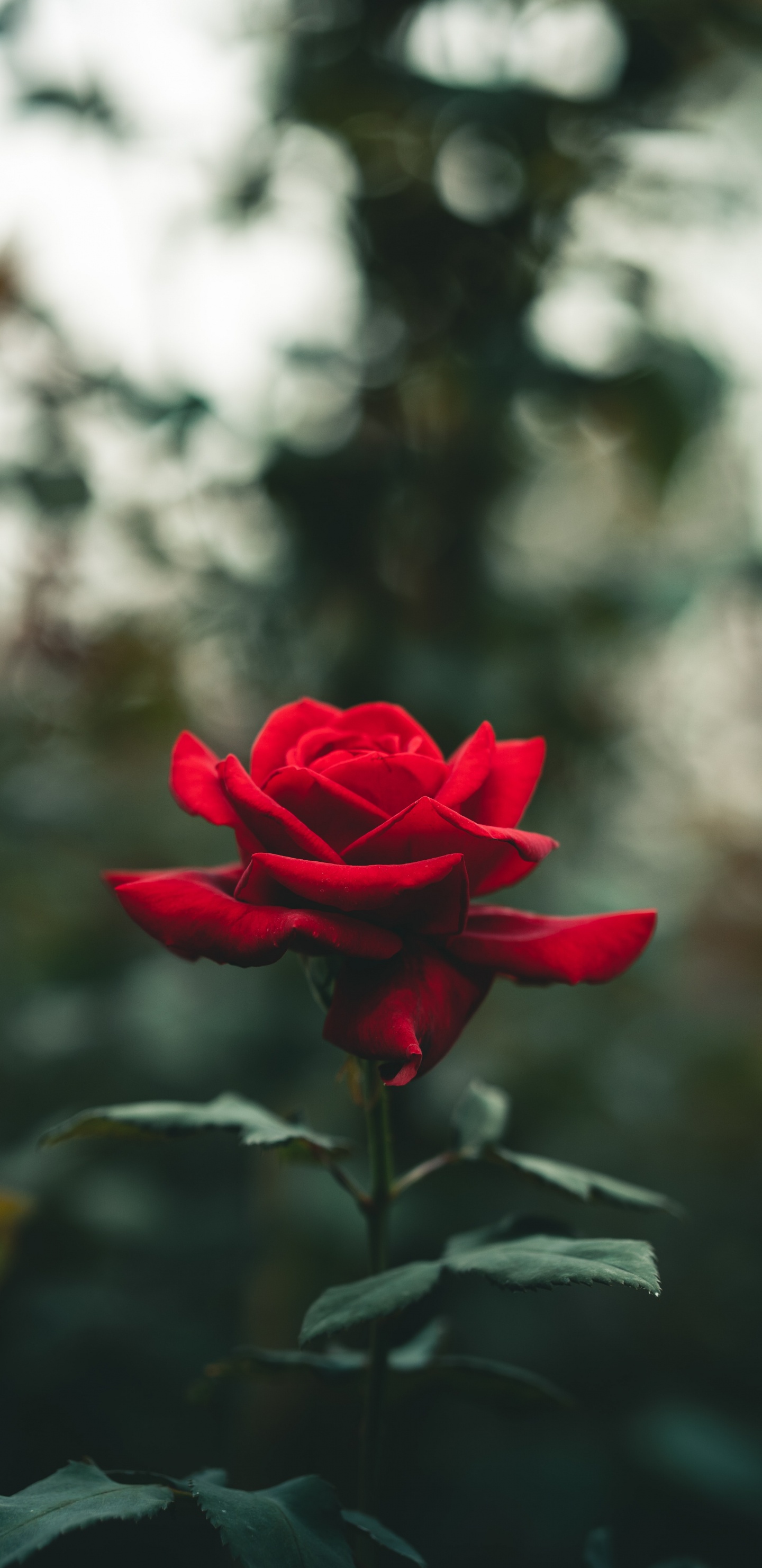 Rosa, Pétalo, Sucursal, Híbrido de té de Rosa, Las Rosas de Jardín. Wallpaper in 1440x2960 Resolution