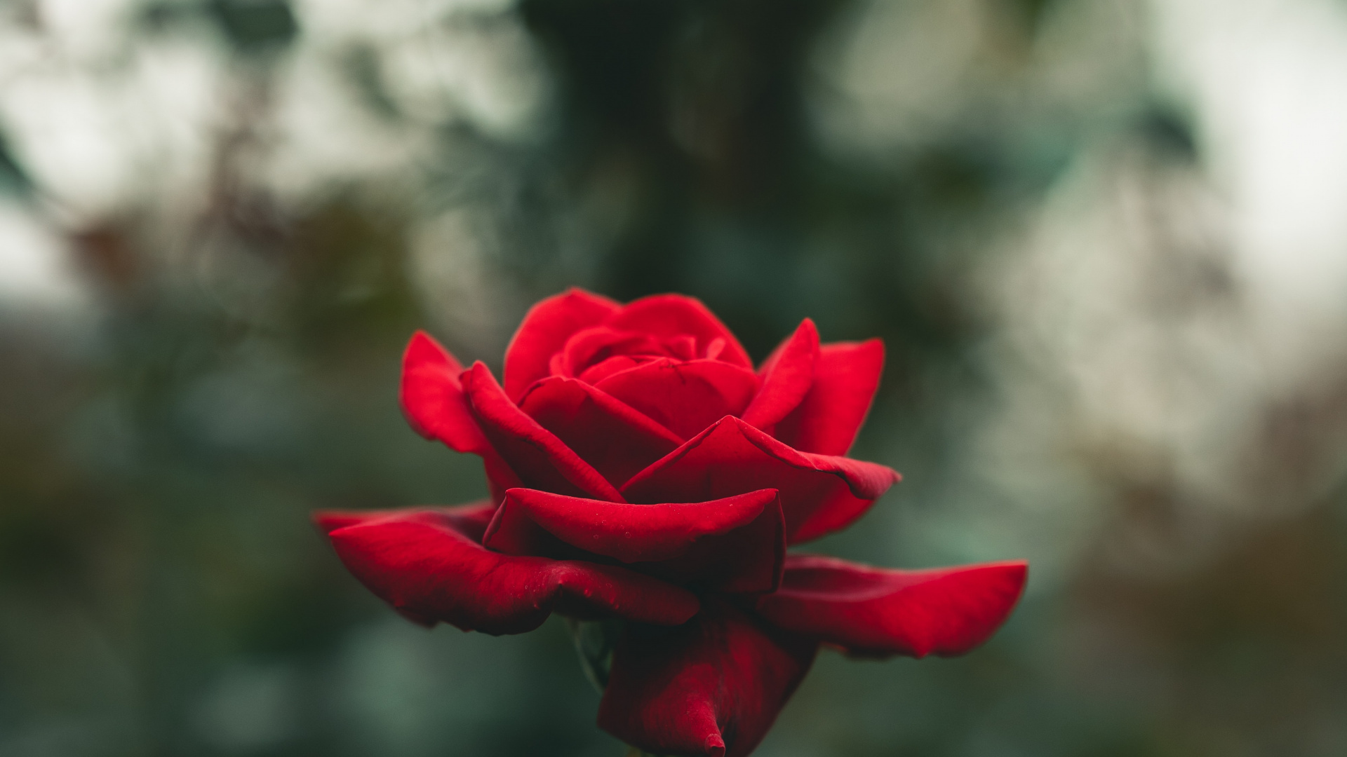 Rose, Flower, Pink, Plant, Petal. Wallpaper in 1920x1080 Resolution