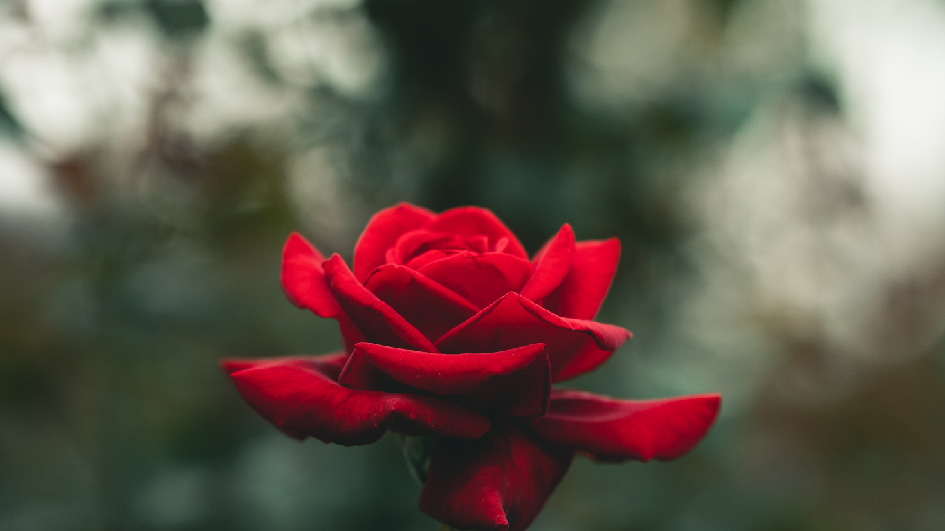 Rose, Pink, Blütenblatt, Branch, Hybrid Tea Rose. Wallpaper in 1366x768 Resolution