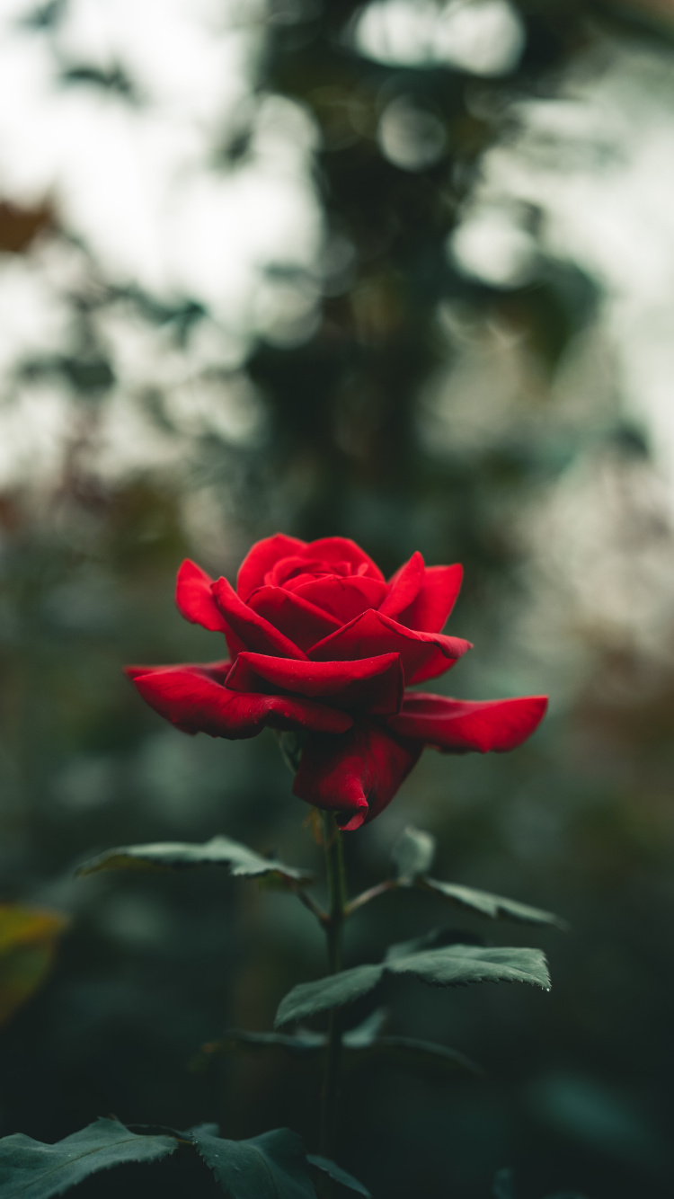 Rose, Pink, Blütenblatt, Branch, Hybrid Tea Rose. Wallpaper in 750x1334 Resolution