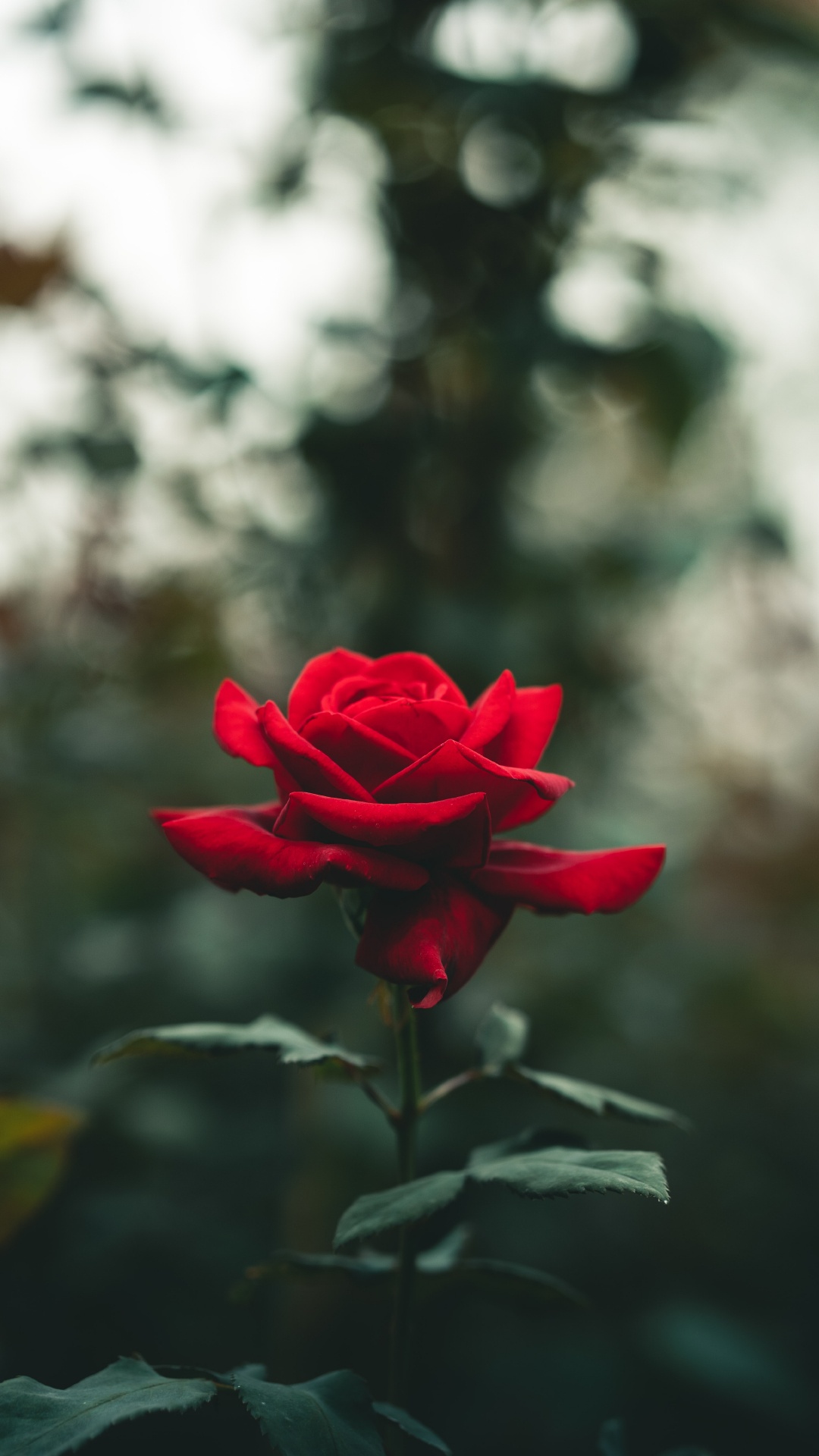 Roses, Pink, Pétale, Hybride de Thé à la Rose, Les Roses de Jardin. Wallpaper in 1080x1920 Resolution