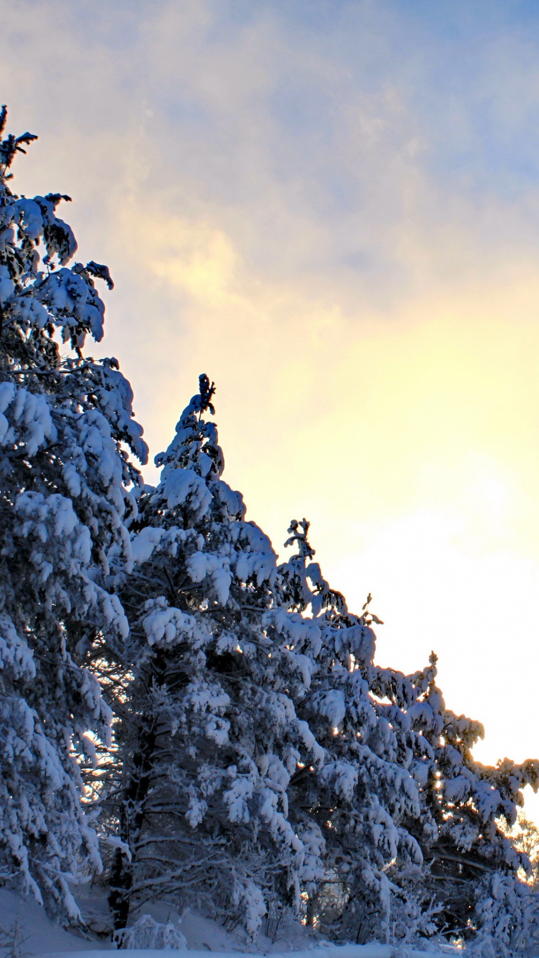 Black Bird Flying Over Snow Covered Trees During Daytime. Wallpaper in 1080x1920 Resolution