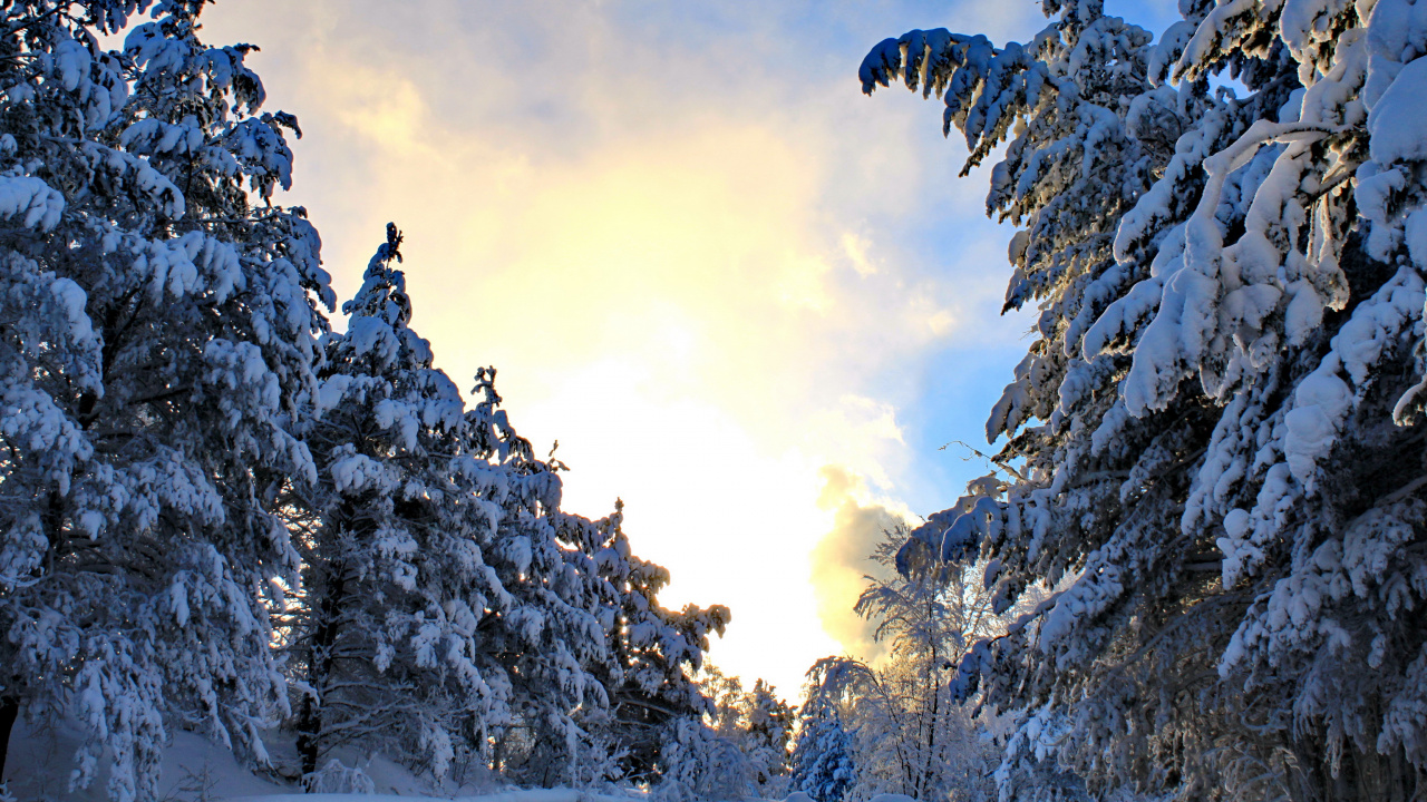 Black Bird Flying Over Snow Covered Trees During Daytime. Wallpaper in 1280x720 Resolution