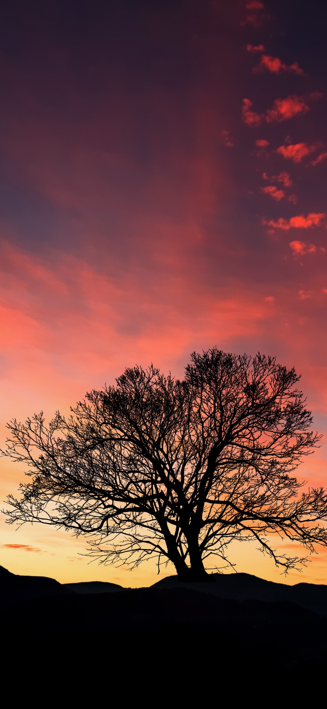 Silueta de Árbol Desnudo Durante la Puesta de Sol. Wallpaper in 1125x2436 Resolution