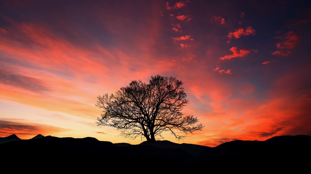 Silueta de Árbol Desnudo Durante la Puesta de Sol. Wallpaper in 1280x720 Resolution