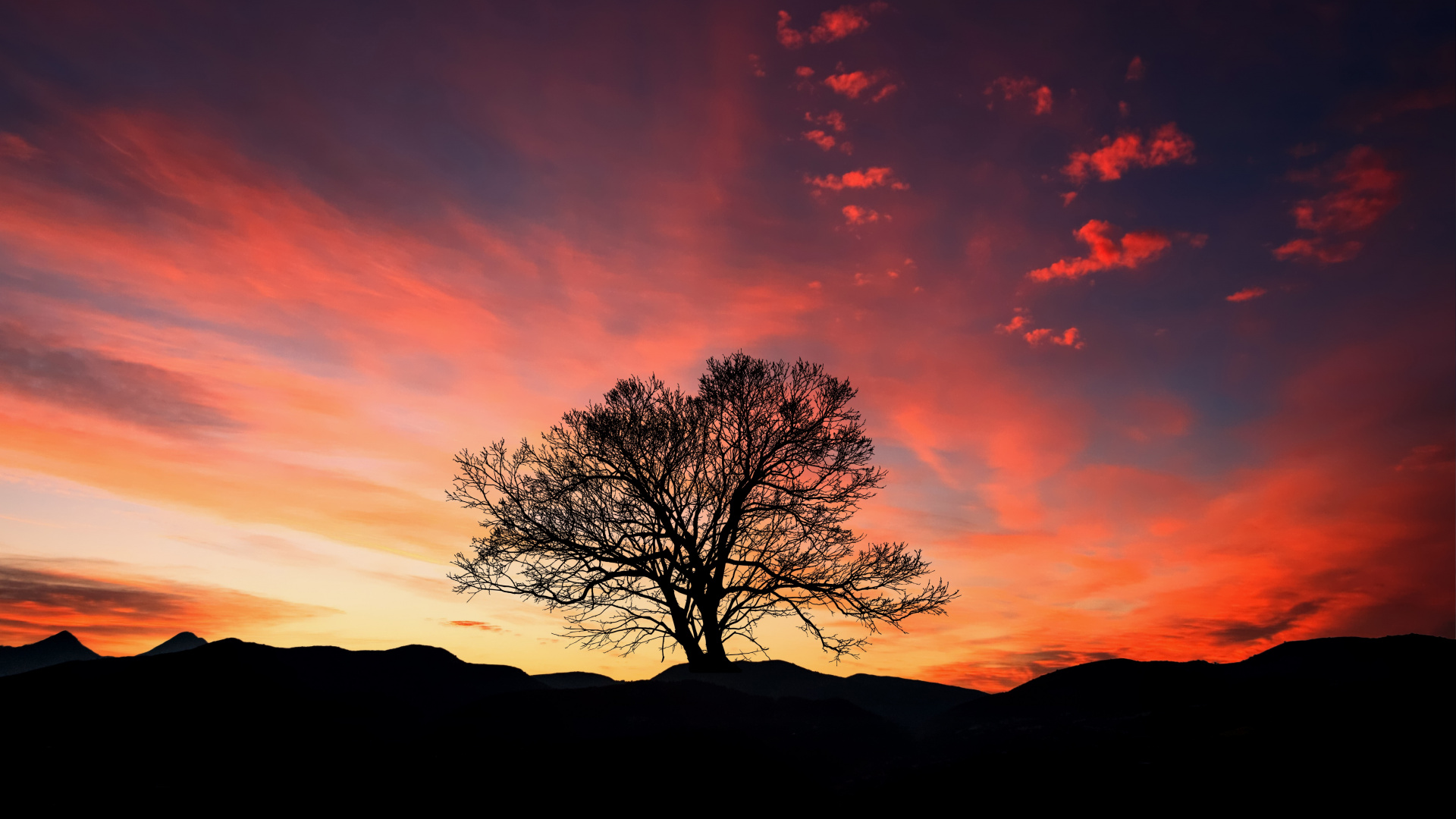 Silueta de Árbol Desnudo Durante la Puesta de Sol. Wallpaper in 1920x1080 Resolution