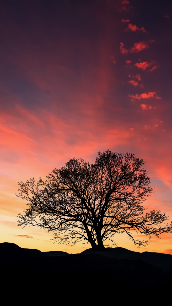 Silueta de Árbol Desnudo Durante la Puesta de Sol. Wallpaper in 720x1280 Resolution