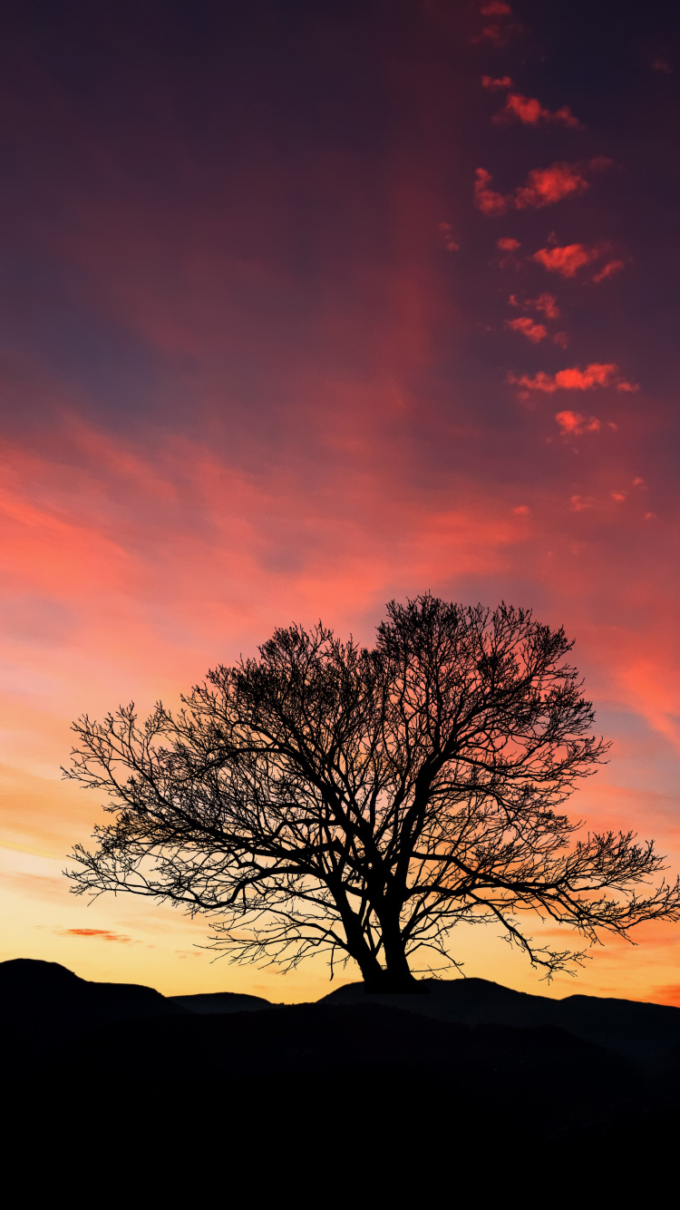 Silueta de Árbol Desnudo Durante la Puesta de Sol. Wallpaper in 750x1334 Resolution