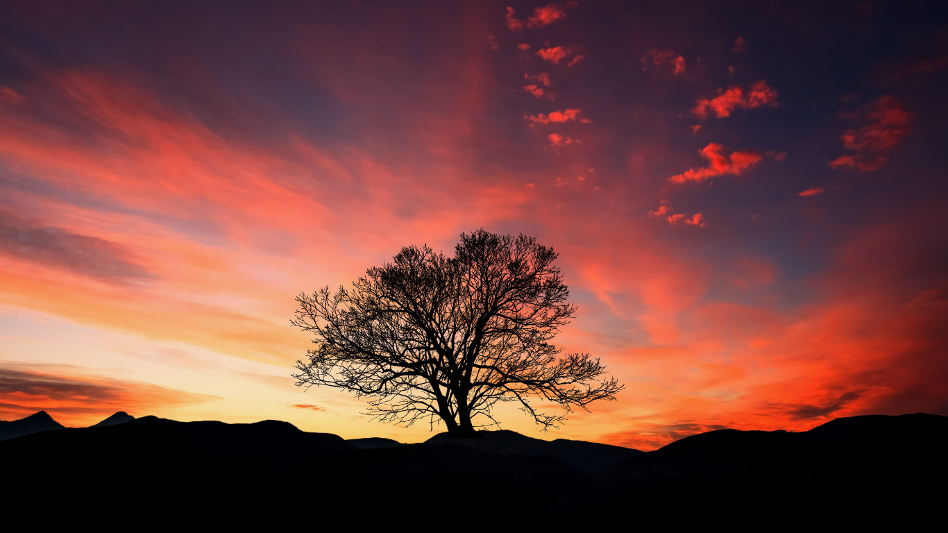 Silhouette Des Kahlen Baumes Bei Sonnenuntergang. Wallpaper in 1366x768 Resolution