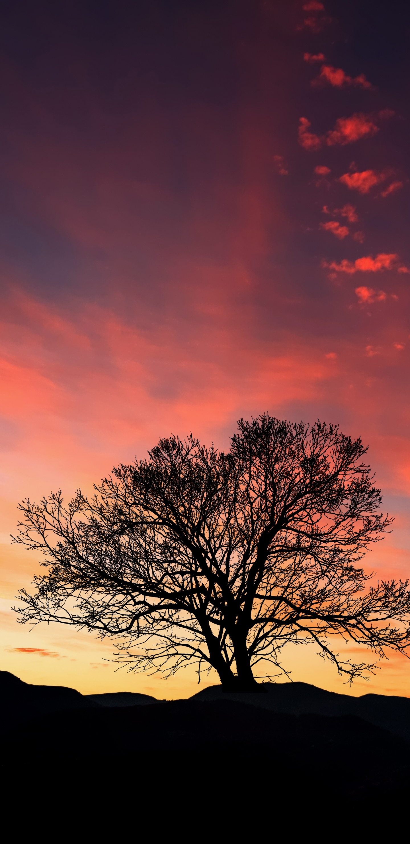 Silhouette Des Kahlen Baumes Bei Sonnenuntergang. Wallpaper in 1440x2960 Resolution