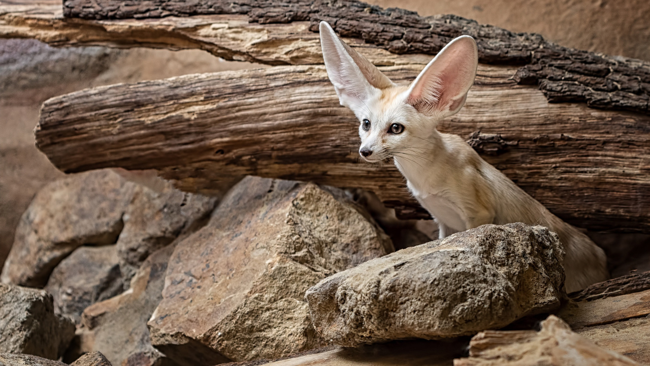 Fennec Fox, Fox, Wolf, Birds, Fawn. Wallpaper in 1280x720 Resolution