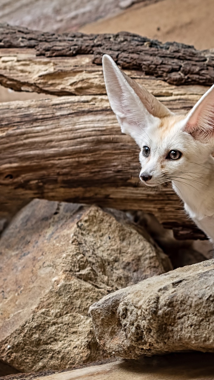 Fennec Fox, Fuchs, Wolf, Birds, Kitz. Wallpaper in 720x1280 Resolution