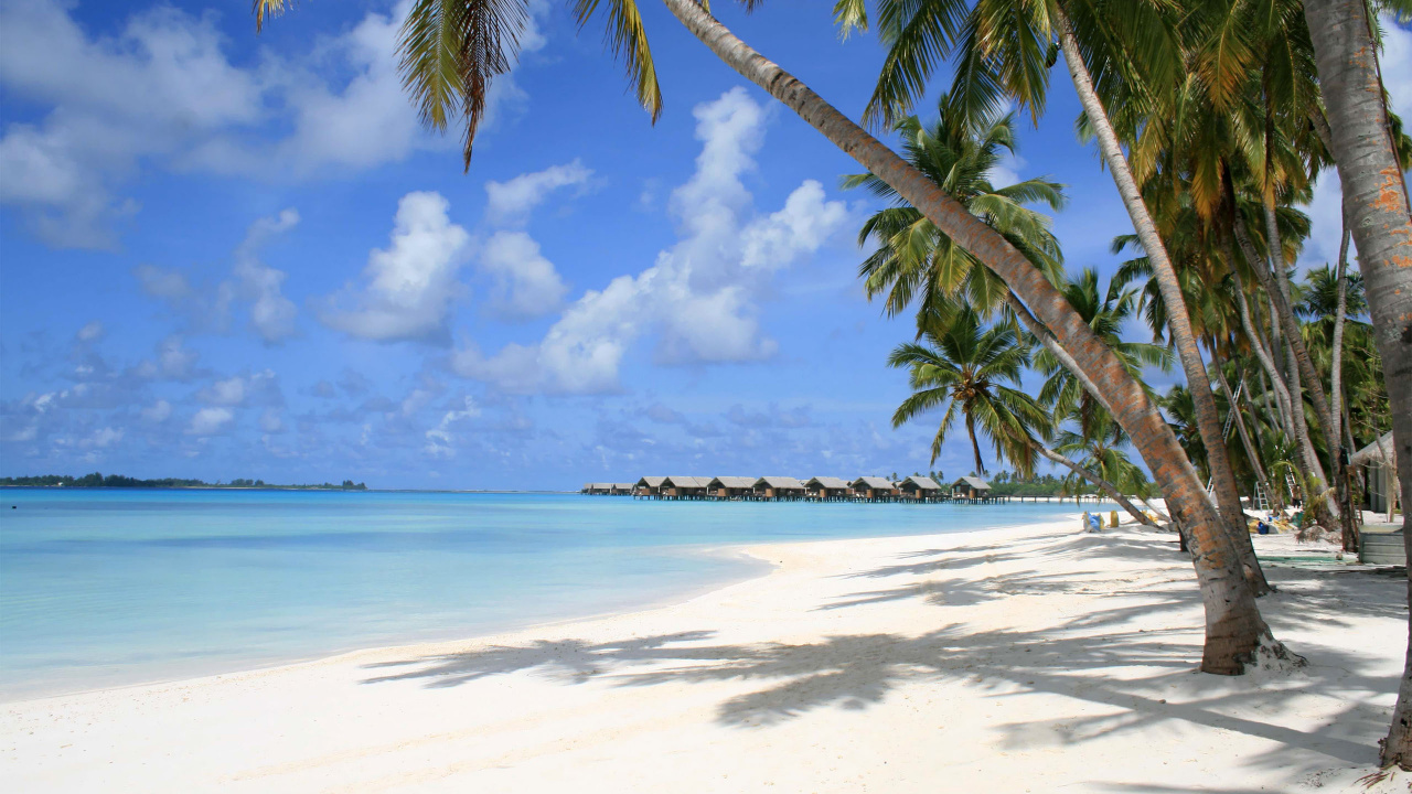 Palmier Sur le Rivage de la Plage Pendant la Journée. Wallpaper in 1280x720 Resolution