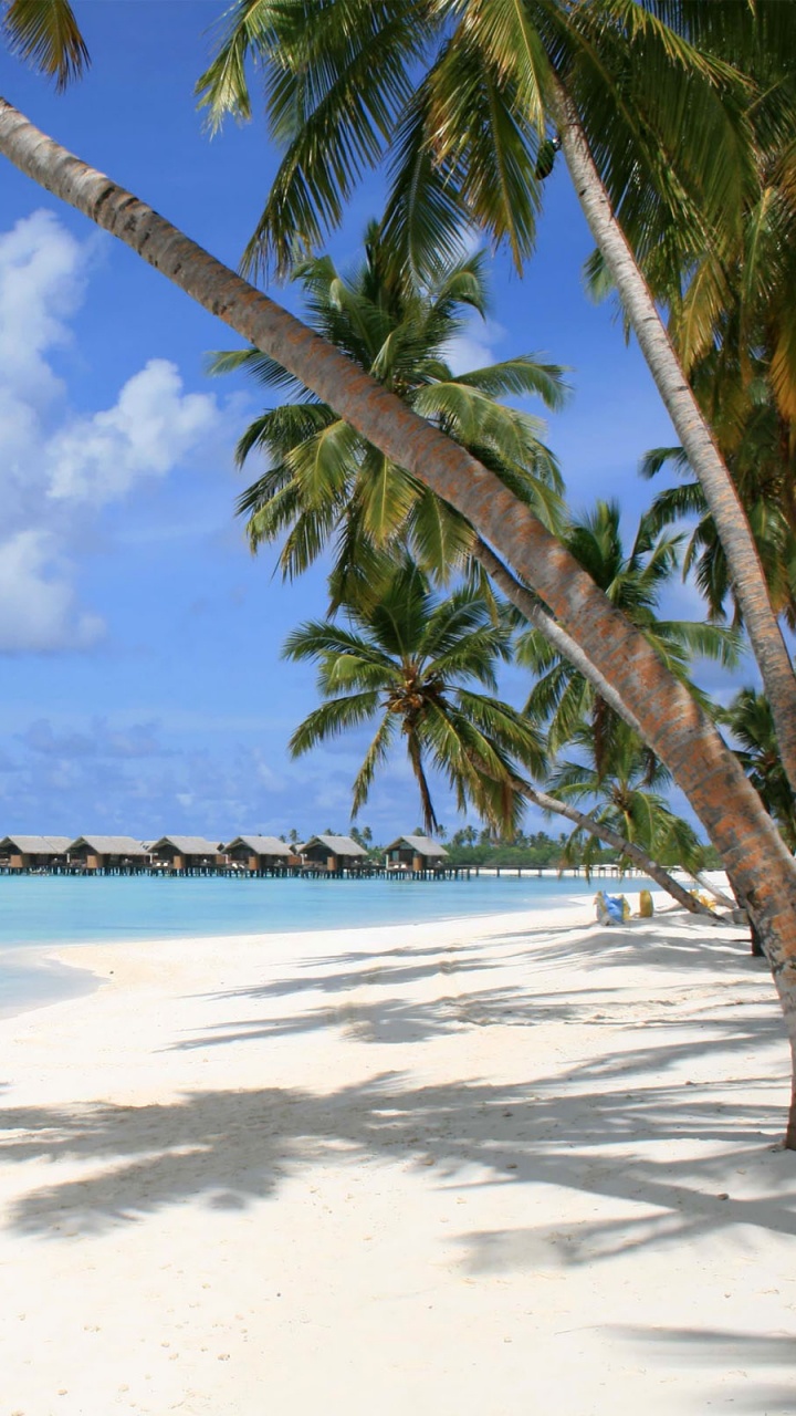 Palm Tree on Beach Shore During Daytime. Wallpaper in 720x1280 Resolution