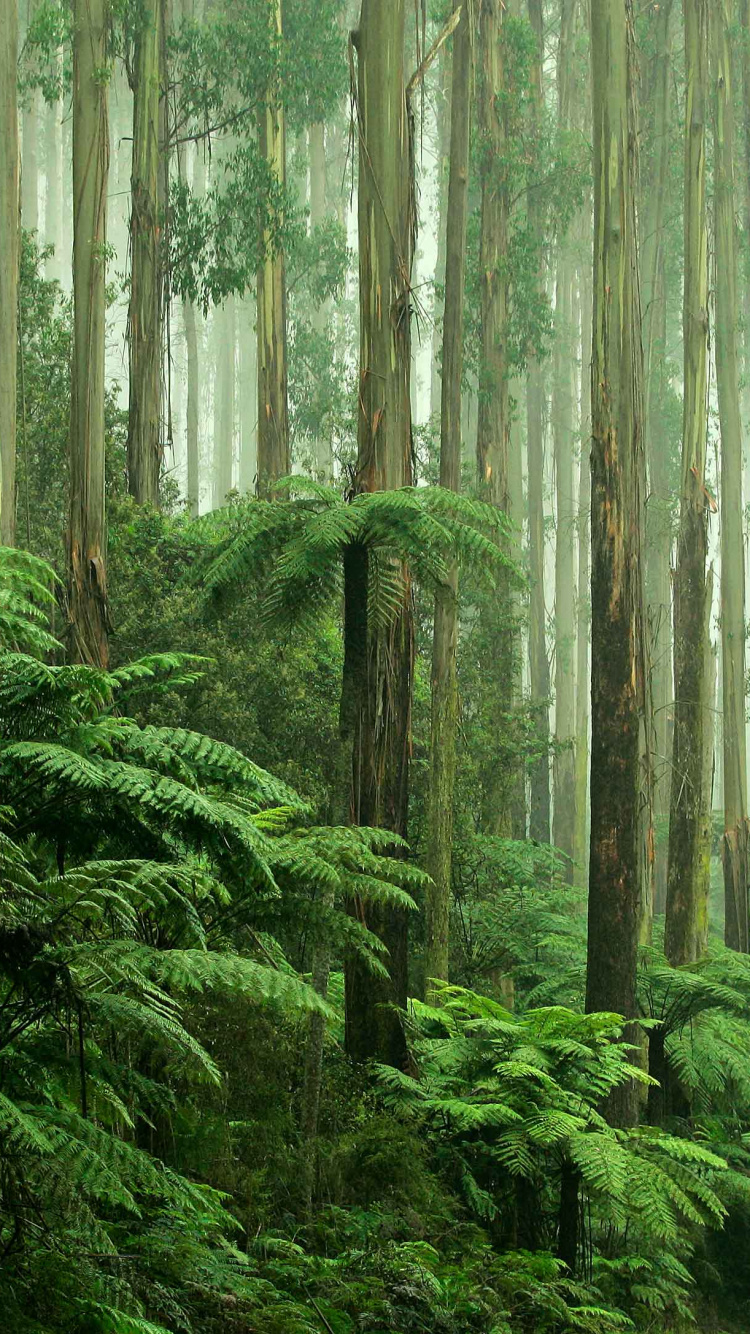 热带雨林, 森林, 植被, 性质, 古老的森林 壁纸 750x1334 允许