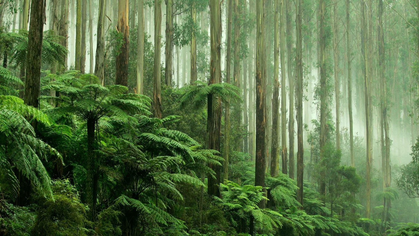 Green Plants and Trees During Daytime. Wallpaper in 1366x768 Resolution