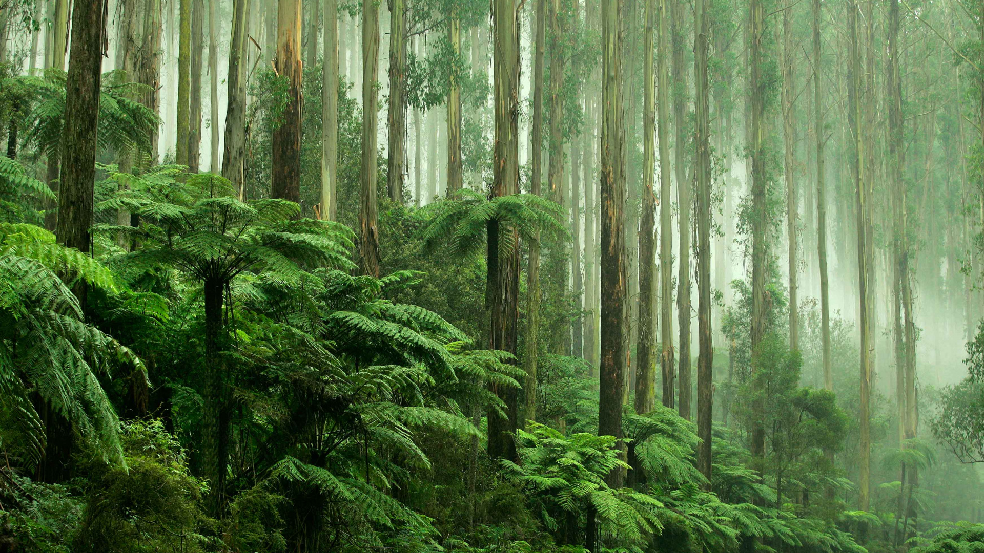 Green Plants and Trees During Daytime. Wallpaper in 1920x1080 Resolution