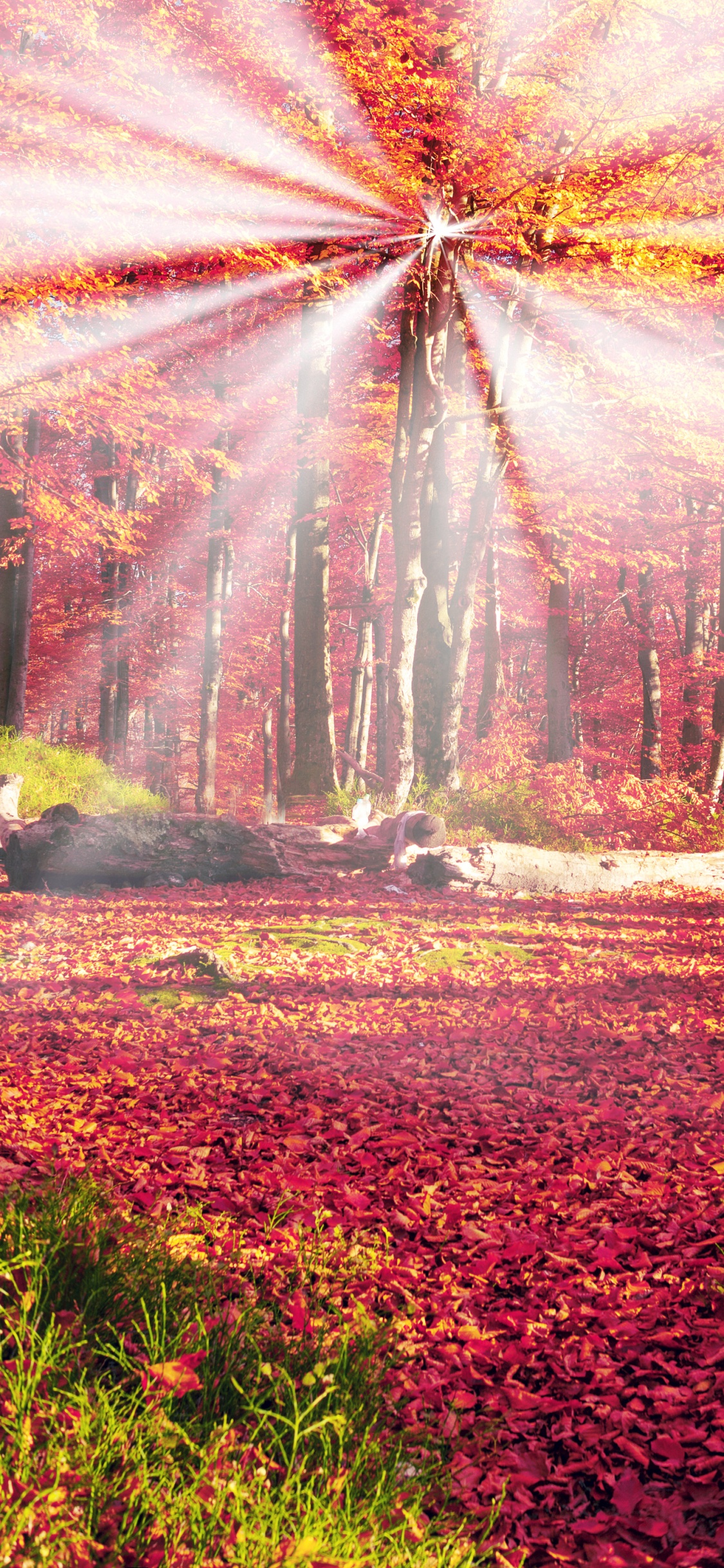 Champ D'herbe Verte Avec Des Arbres Pendant la Journée. Wallpaper in 1125x2436 Resolution