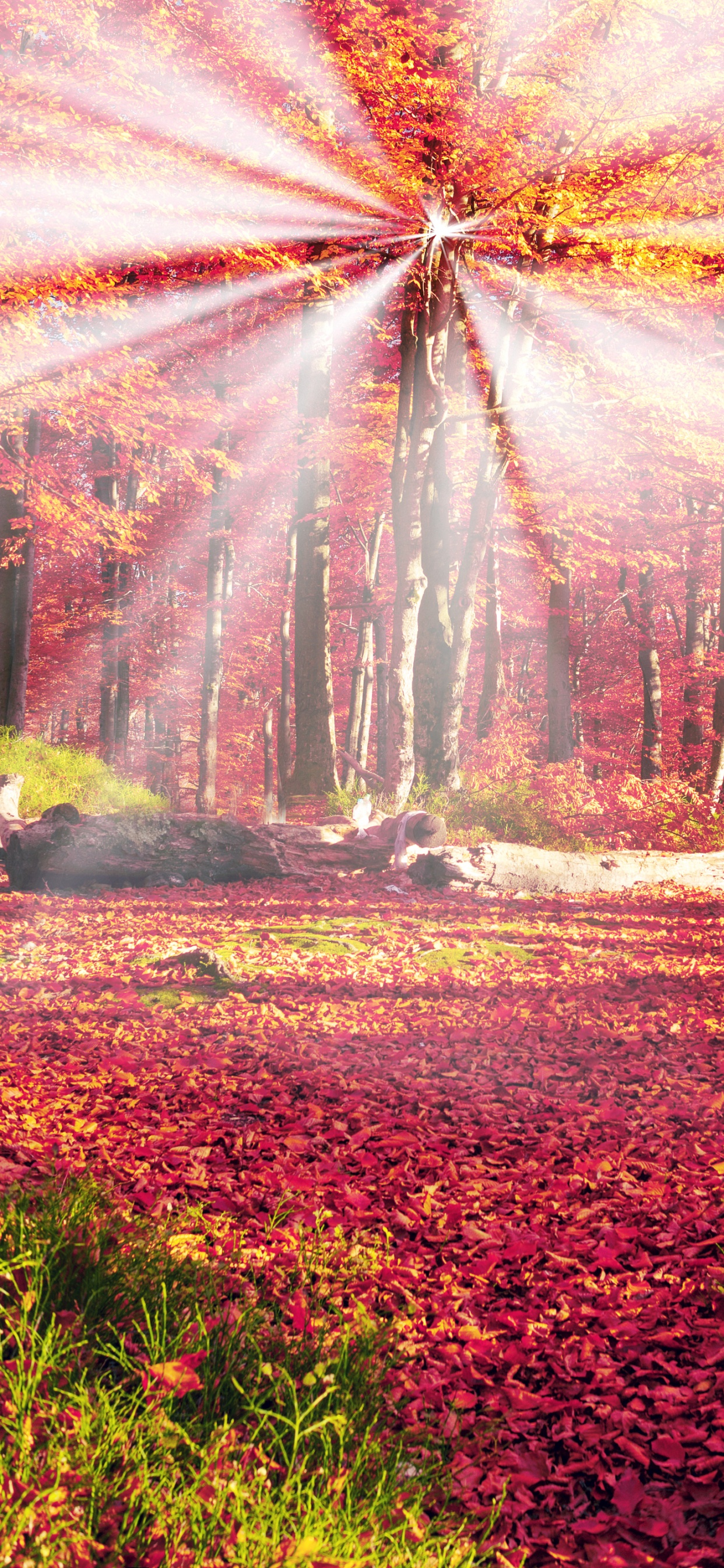 Campo de Hierba Verde Con Árboles Durante el Día. Wallpaper in 1242x2688 Resolution