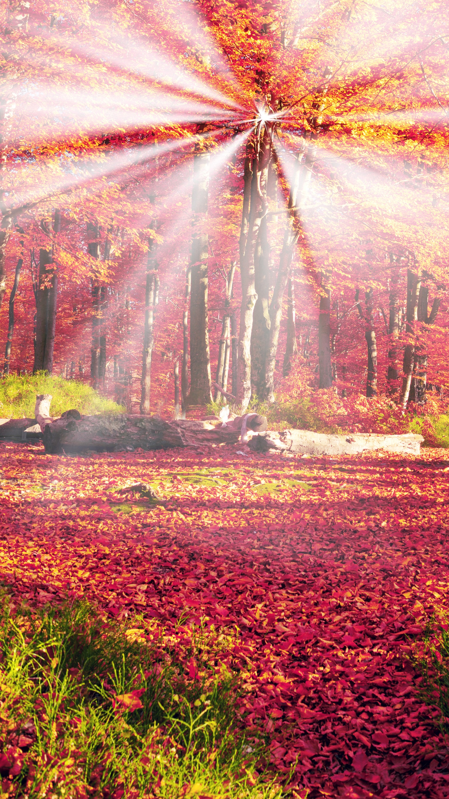 Campo de Hierba Verde Con Árboles Durante el Día. Wallpaper in 1440x2560 Resolution