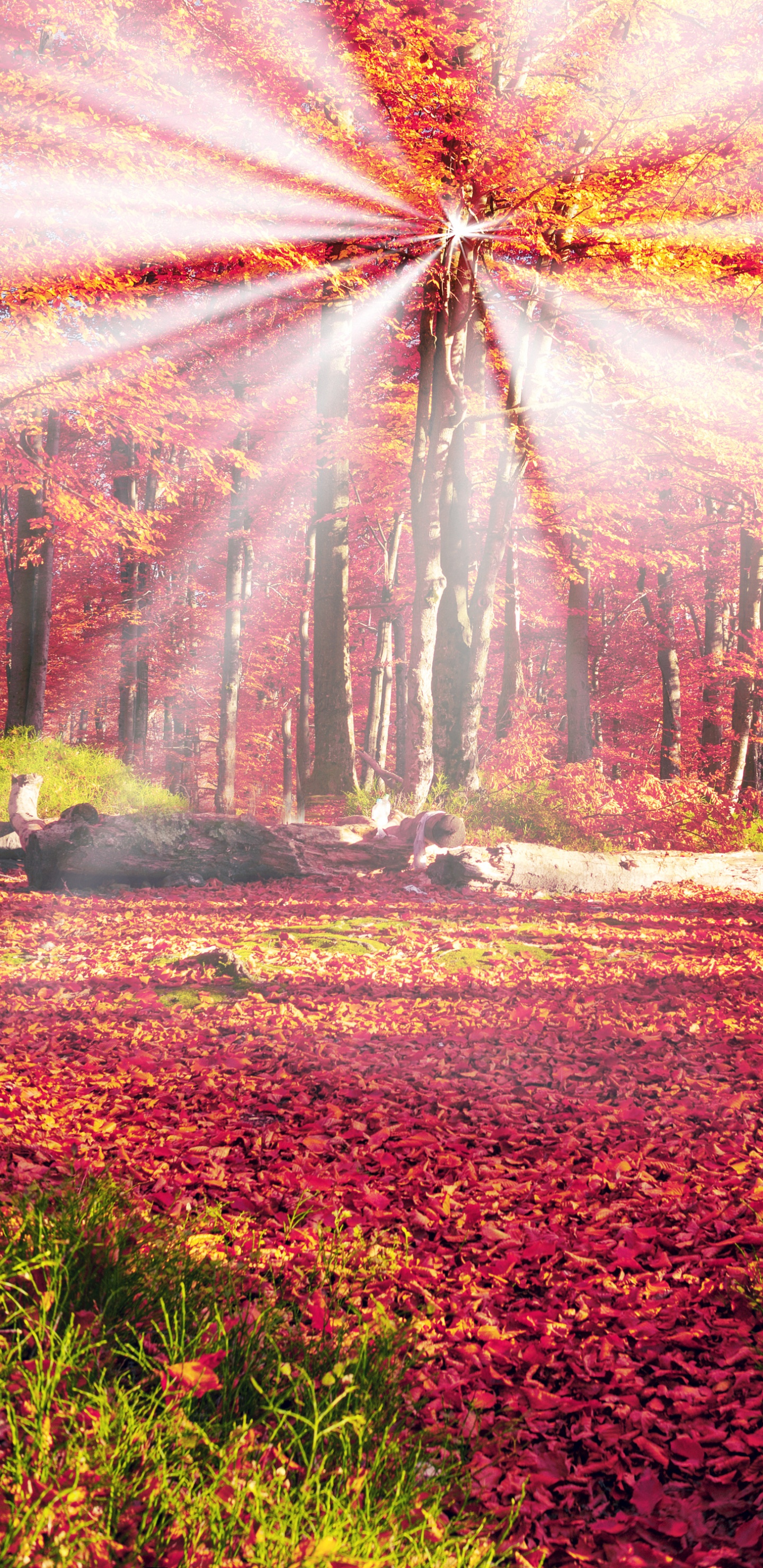 Campo de Hierba Verde Con Árboles Durante el Día. Wallpaper in 1440x2960 Resolution