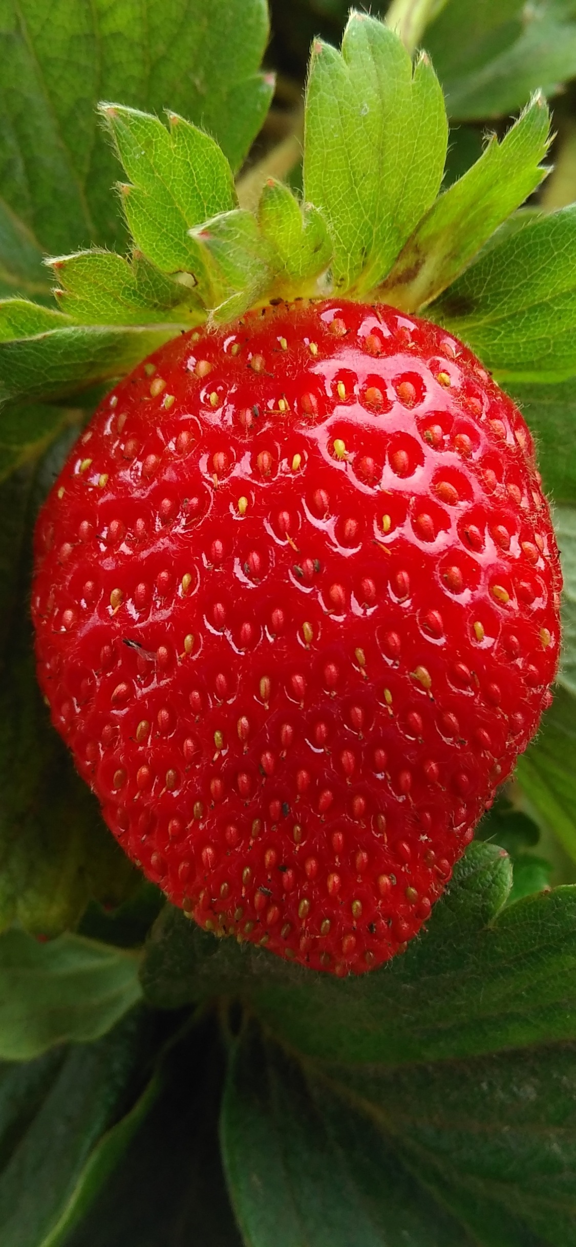 Red Strawberry Fruit on Green Leaves. Wallpaper in 1125x2436 Resolution