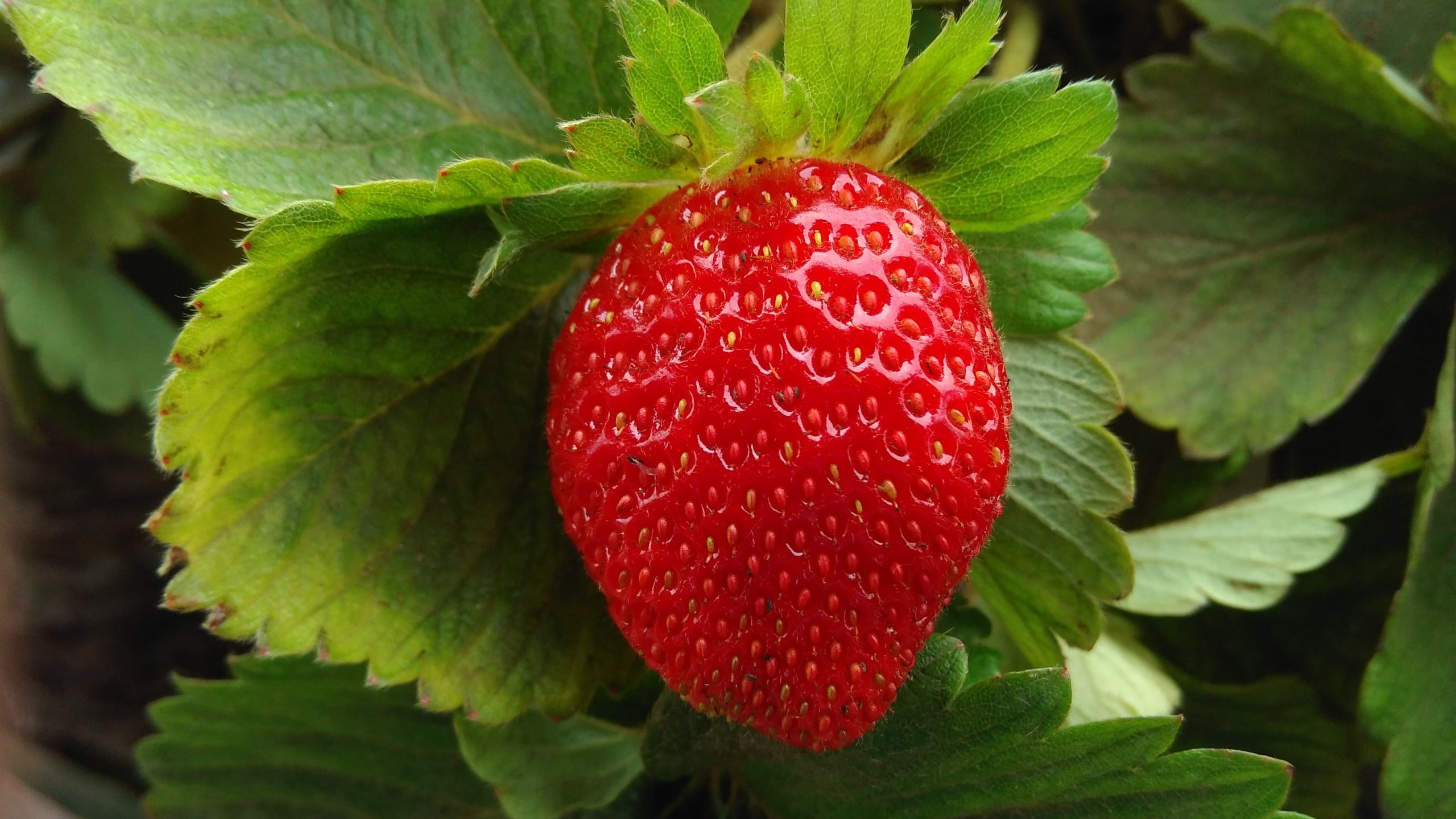 Red Strawberry Fruit on Green Leaves. Wallpaper in 2560x1440 Resolution