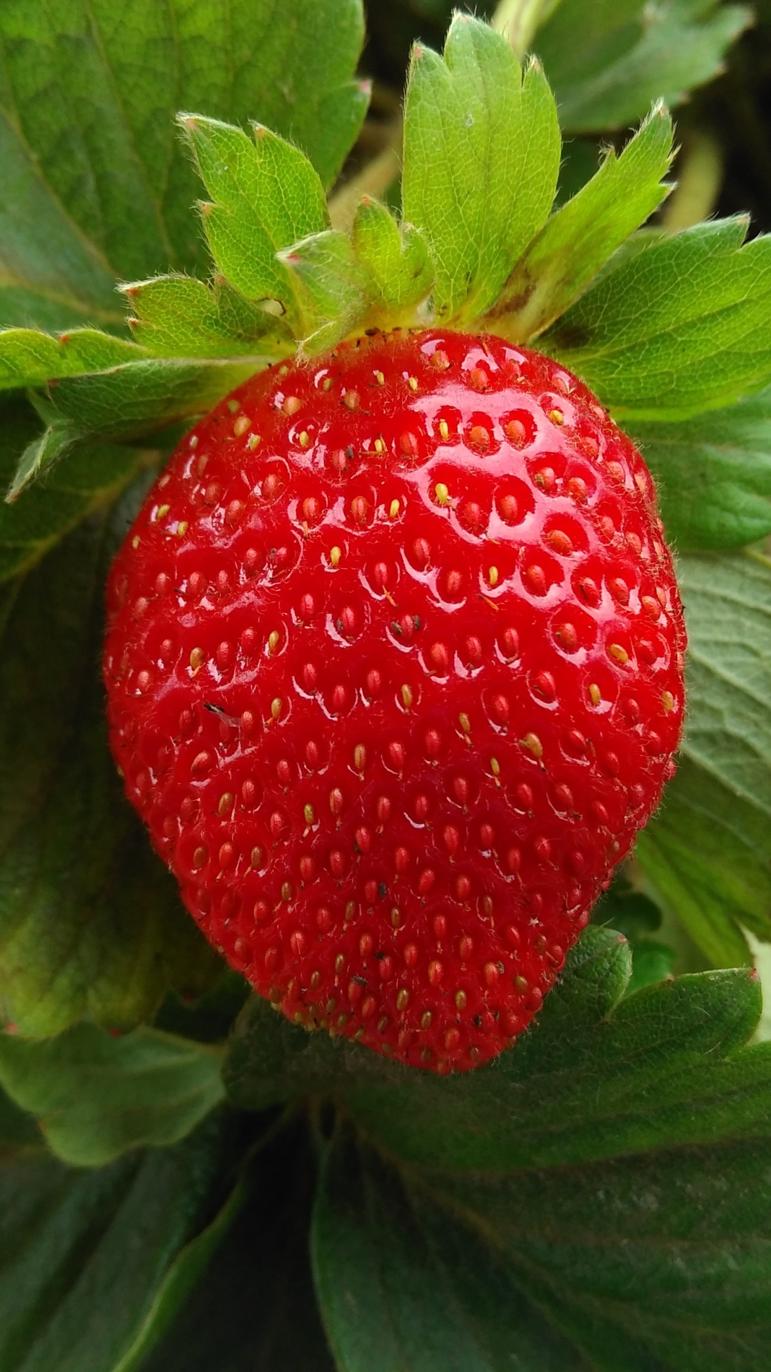 Fraise Rouge Sur Feuilles Vertes. Wallpaper in 1080x1920 Resolution