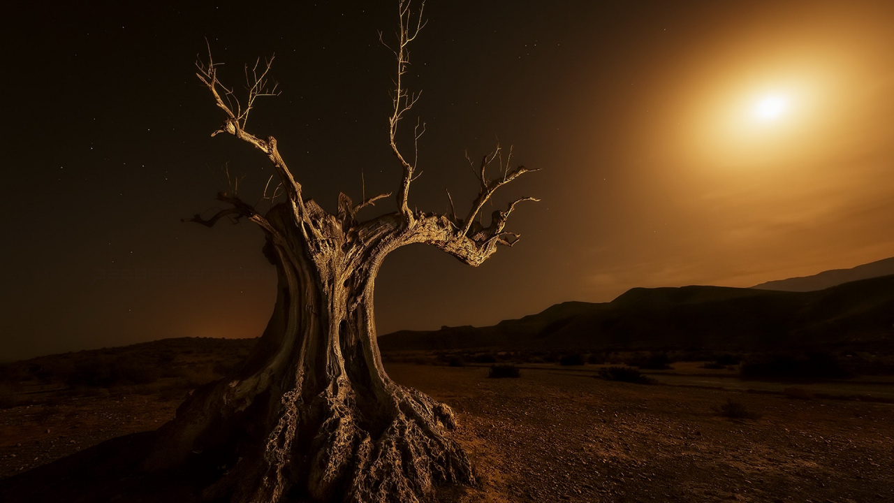 Bare Tree on Brown Sand During Sunset. Wallpaper in 1280x720 Resolution