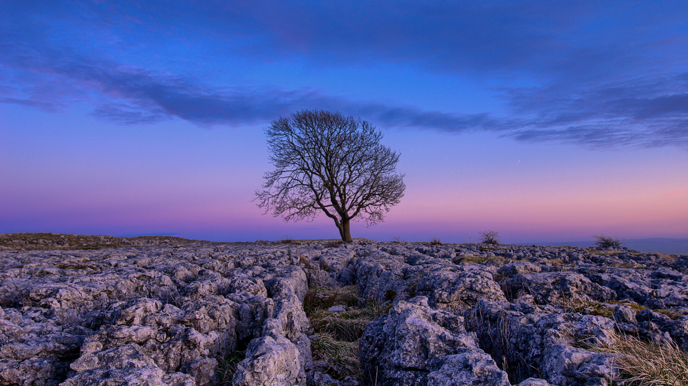 Blue, Nature, Paysage Naturel, Lavande, Purple. Wallpaper in 1366x768 Resolution