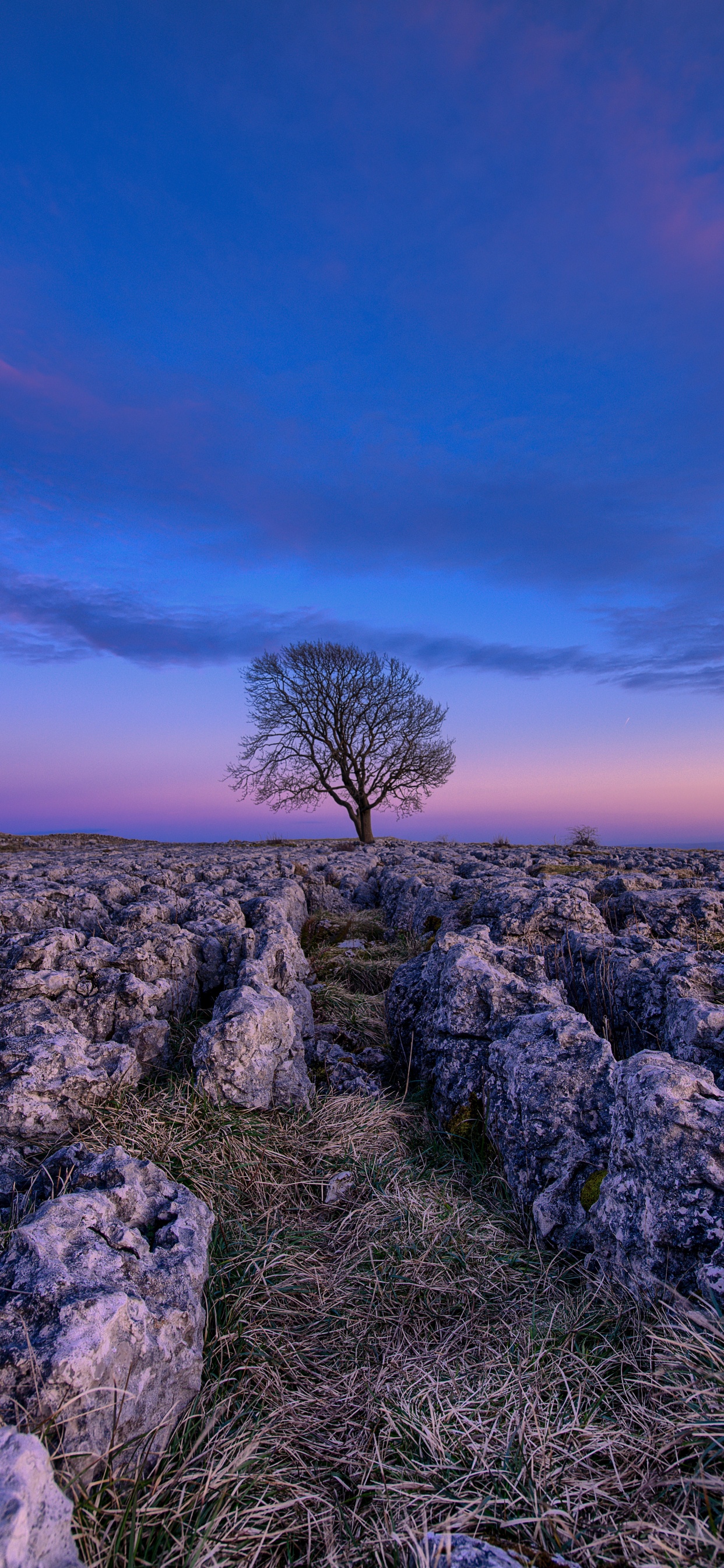 Blau, Natur, Naturlandschaft, Lavendel, Purpur. Wallpaper in 1242x2688 Resolution